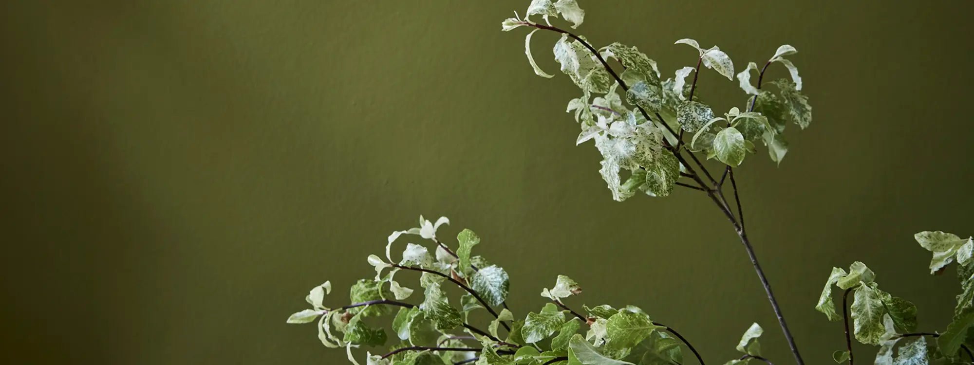 Wall Primer Sealer Little Greene - Cachethomecollection.de